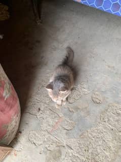 Cat for sale