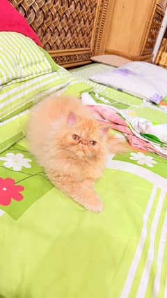 Persian cat
