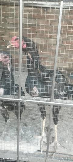 Thai and Shamo cross  healthy pair