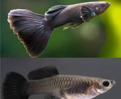 Black Moscow  adult pair
