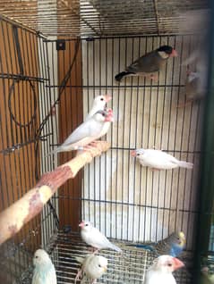 java breeder colony for sale