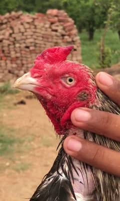 pure Aseel mianwali Java