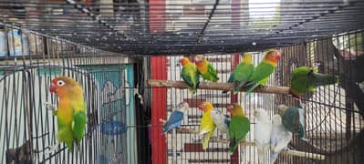 love birds