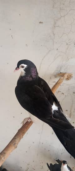 Lahori Sherazi pair
