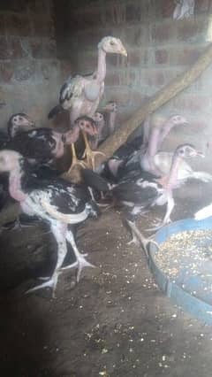 aseel chicks for sale