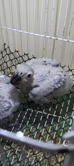 GREY parrot Congo size chick available