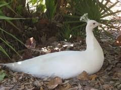 White Peacock Breeder Female Looking for New Home