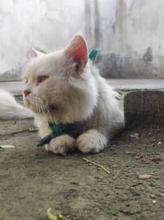 Persian cat for sale
