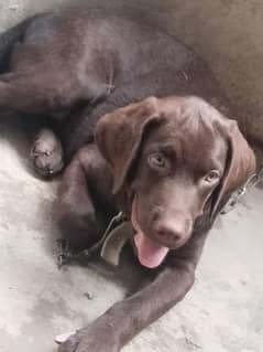 small baby tha 03708007341