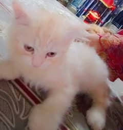 Cats and Kittens'