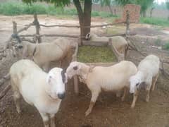 8 females for sale