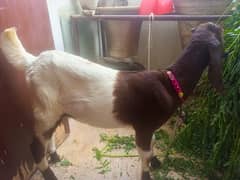 beautifull goat bakri ka bacha