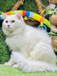 Beautiful male cat