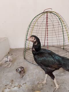 Thai Cross female