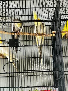Gray Cockatiel Breeder Pair For Sale