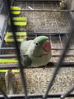 Tame bird