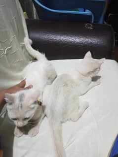 two Persian cats deed male and female