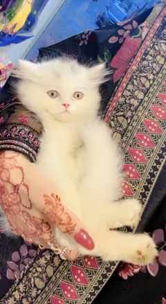 Persian kitten