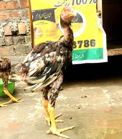 aseel amroha