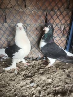 Different types Pigeon pairs for Sale