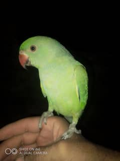 hand tame parrot for sale