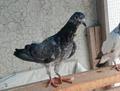 peigon for sale