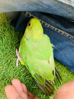 RINGNECK PARROT