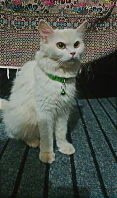 Persian