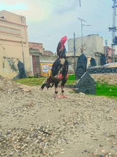aseel