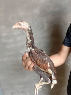 Pakistani