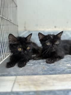 Punch Face Persian Black Triple Coat Kids
