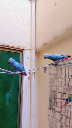 African grey