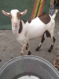 gote