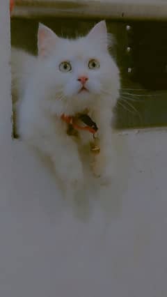 White Persian cat with beautiful eyes 10.5 month age