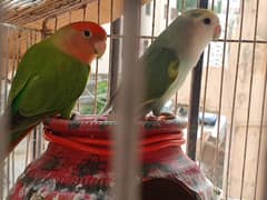 love birds with cage for sell