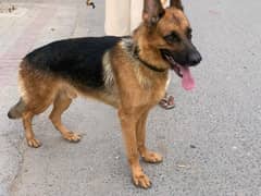 German Shepherd | Puppy | Dog | German Shepherd Puppies | GSD