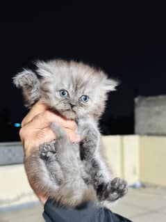 Persian cat female & kitten