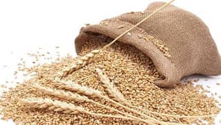wheat Ghandam for sale