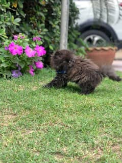 Persian kitten extreme punch face  0300/8417802