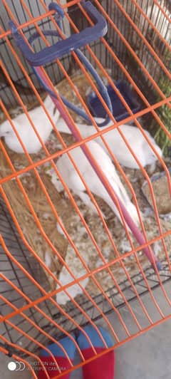 White Dove family