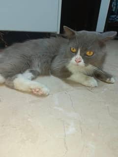 parsian