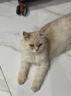 Persian cat with doll face and friendly
