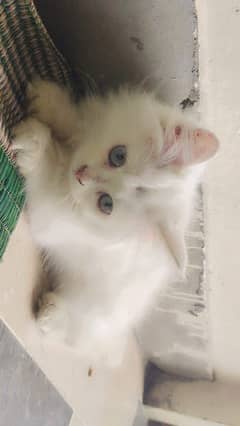 Persian kitten