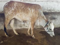 ‎3 Beautiful Bachri / Heifers for Qurbani 2026 for sale ‎