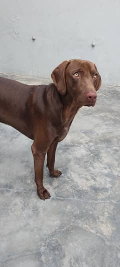 pointer