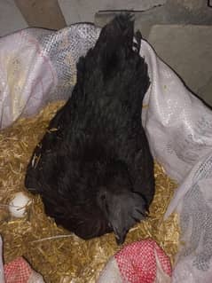 Ayam cemani female hen pair breeder