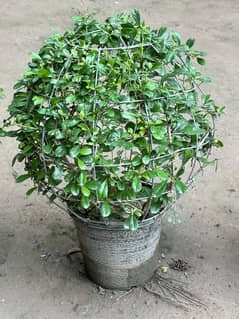Ehretia ball plant