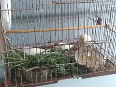 budgie parrots  for sale