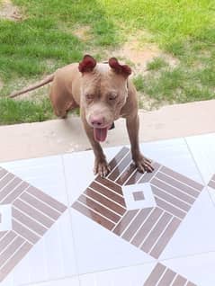 11 month old female pitbull full vaccinated