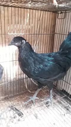 ayam
